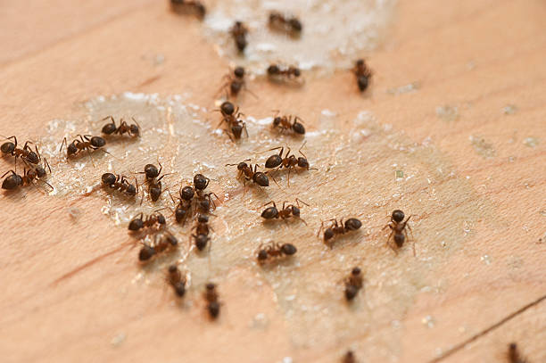 Best Flea Control Services  in Hartwell, GA